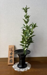 今月のお花：2025年7月
