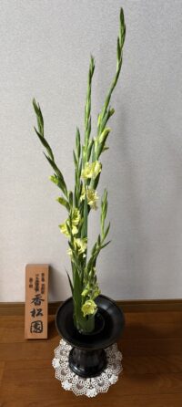 今月のお花：2026年6月